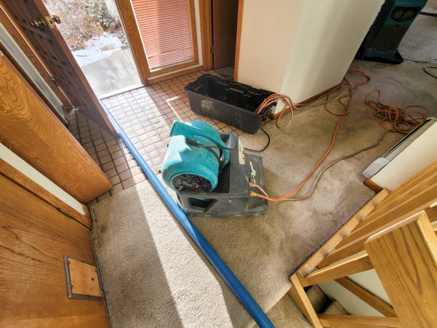 Best Mold removal after water damage  in Glen Ellyn, IL